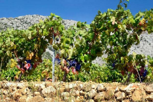 Perla Hvar Aparthotel Ivan Dolac Εξωτερικό φωτογραφία
